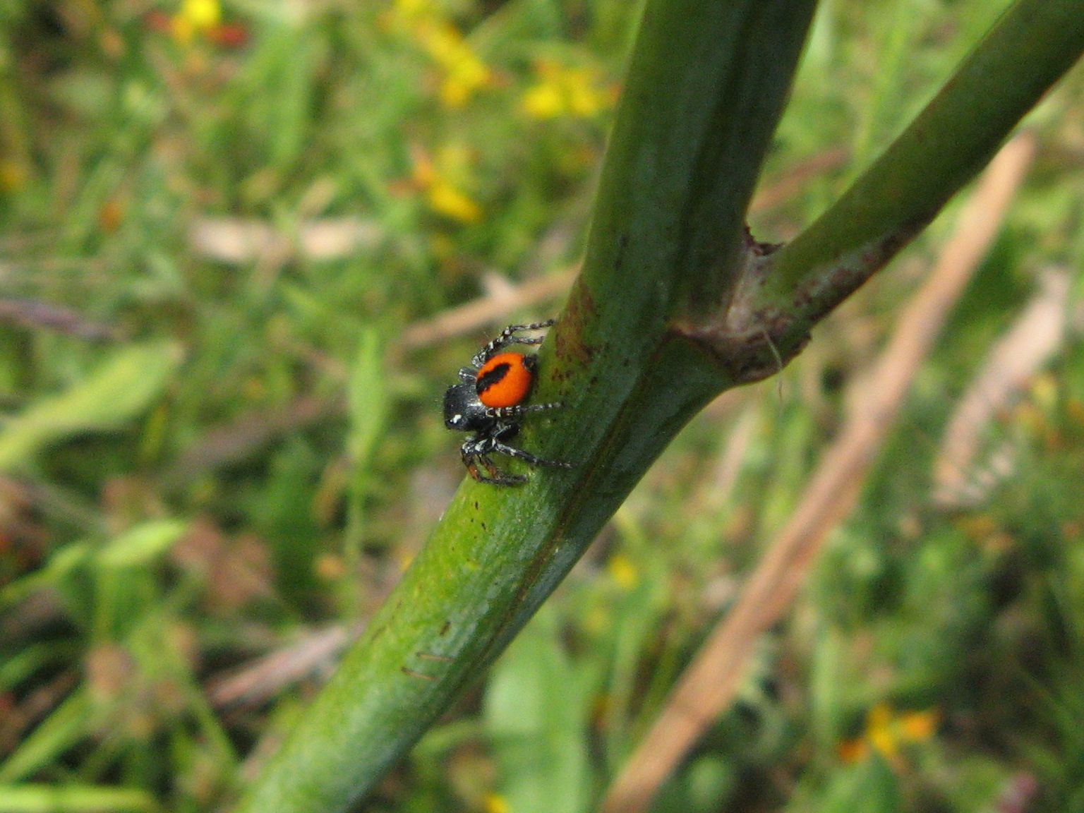 Philaeus chrysops